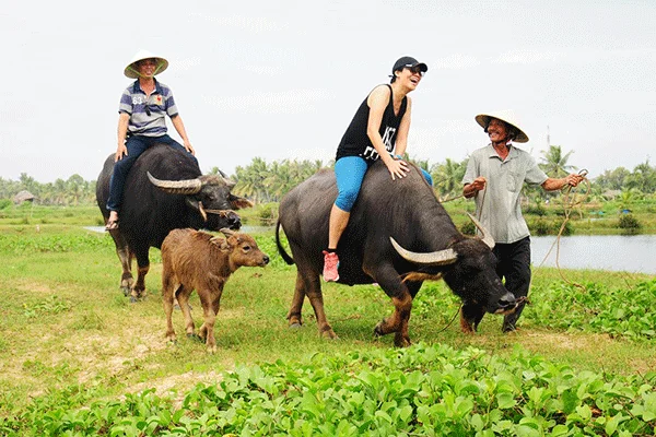 A smiling tourist riding a water buffalo in a green rice paddy during a farming and fishing tour Hoi An.