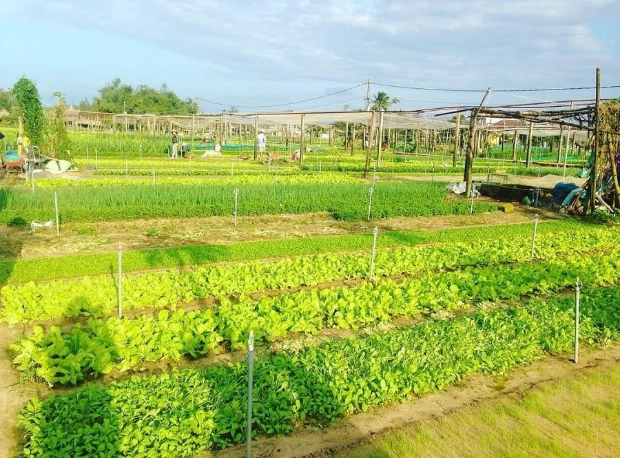 Rows of vibrant green vegetables stretch across the fertile fields of Tra Que village.