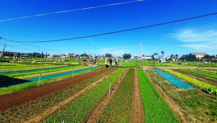 Tra Que vegetable village with fertile fields and clear blue sky.