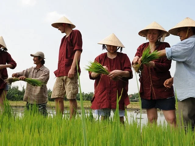 Tourists learn traditional farming techniques in Tra Que Vegetable Village.