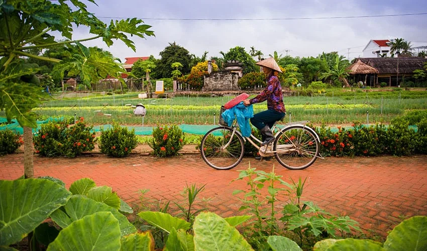 A woman in a conical hat cycles past lush vegetable fields, a peaceful way to experience things to do in Hoi An.