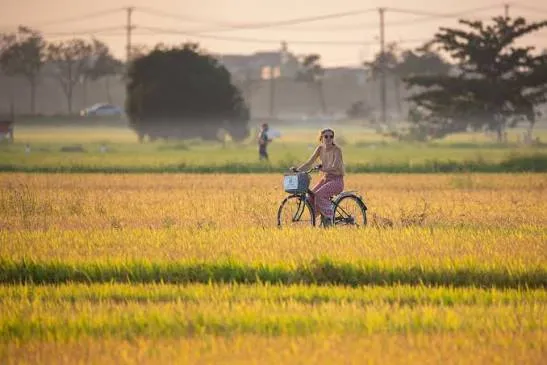 Woman riding a bicycle along a Hoi An cycling route through golden rice paddies.