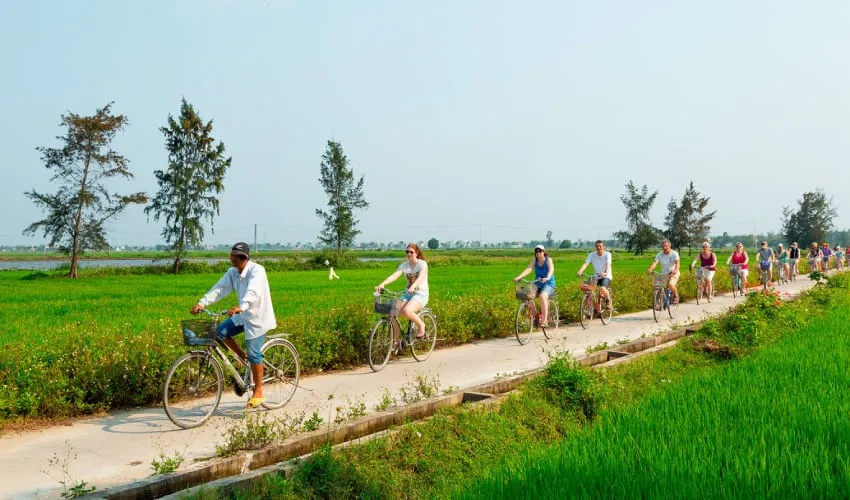 Group of cyclists riding a Hoi An cycling route through vibrant green rice paddies.