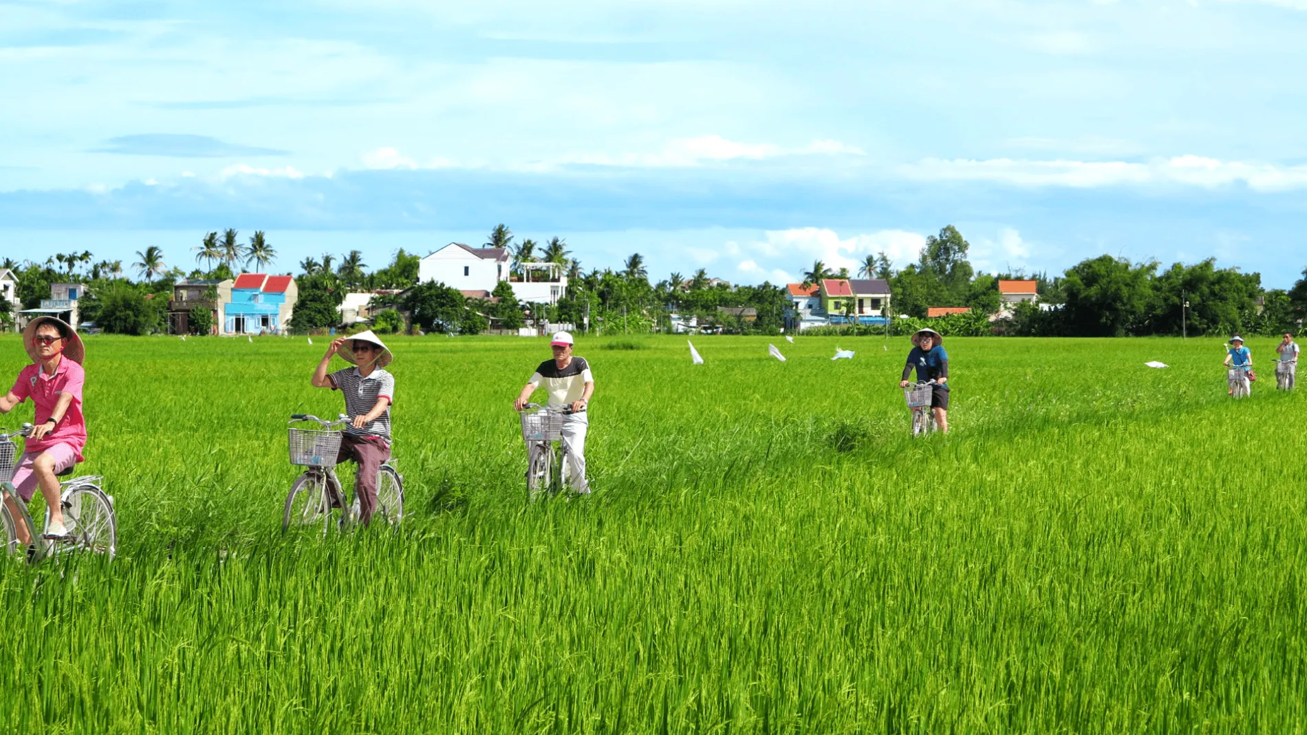 Cyclists on a rural Hoi An cycling route through bright green rice paddies.